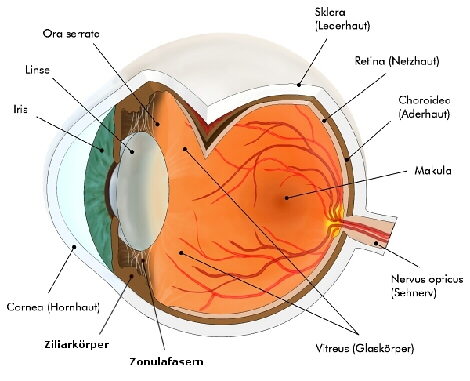 Aufbau des Auges